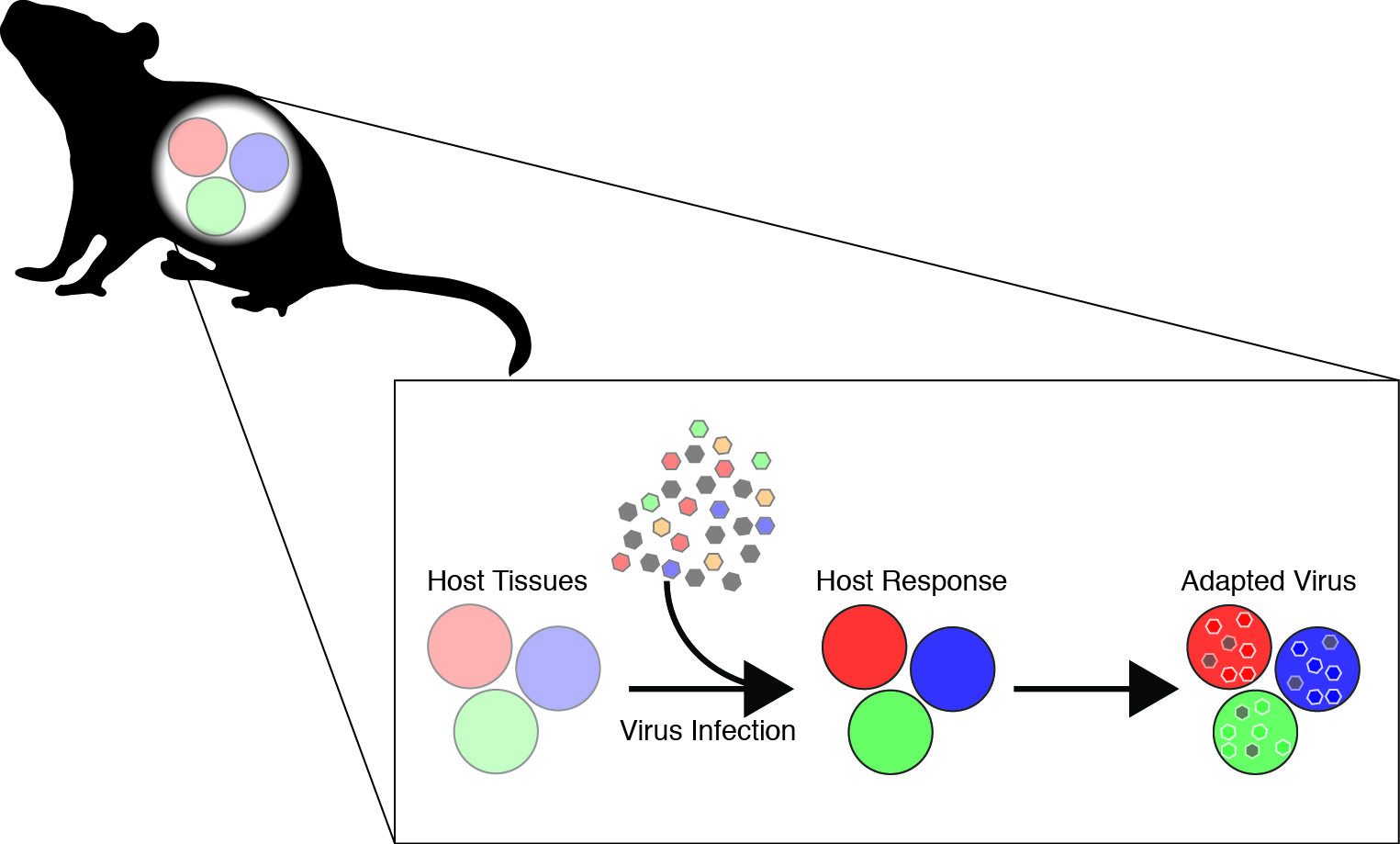 Virus population intrahost evolution