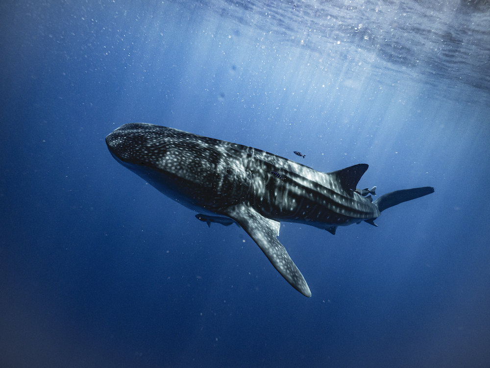 Training the next generation of global conservationists