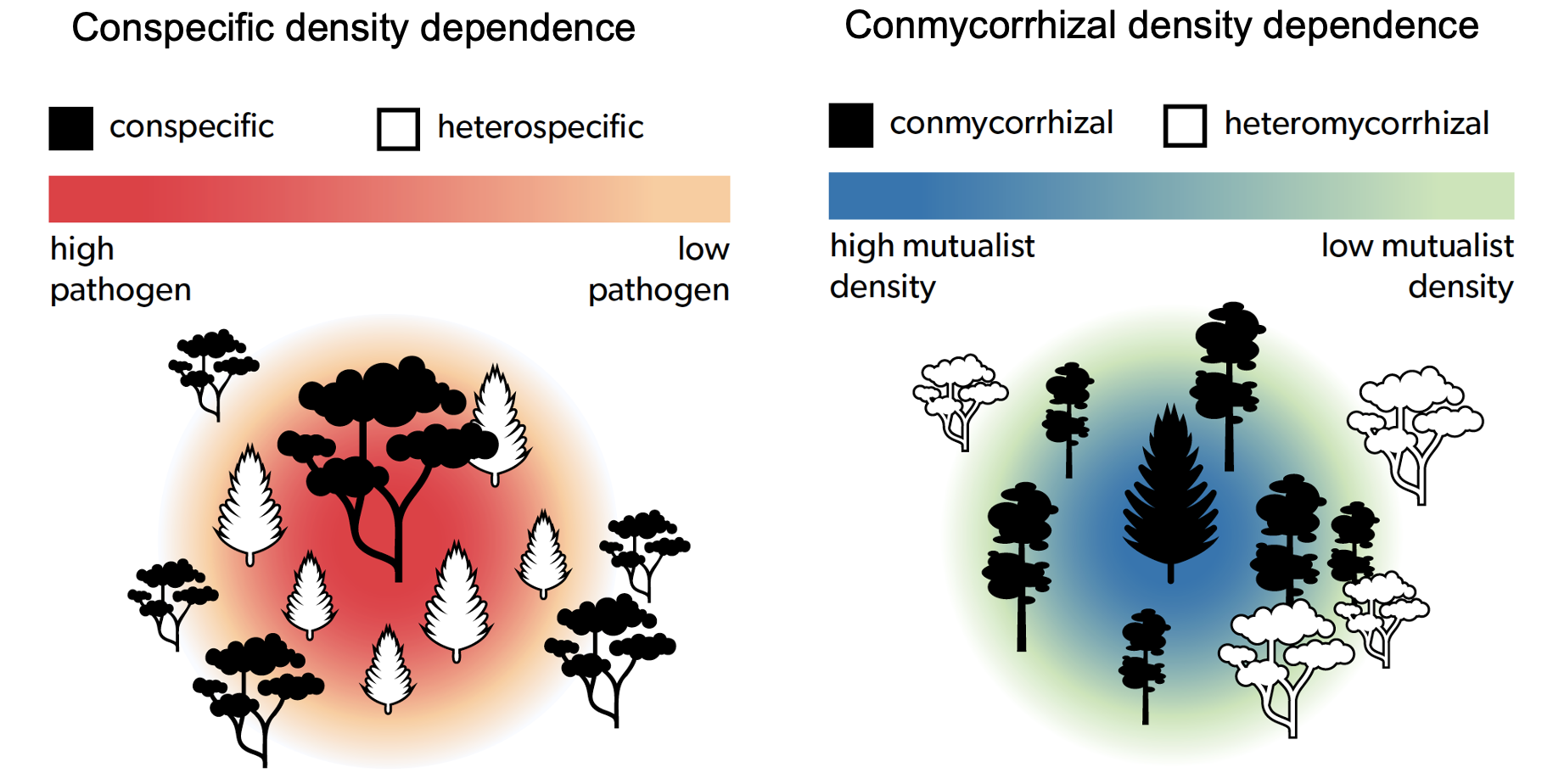 Mycorrhizal fungi influence global forest diversity patterns
