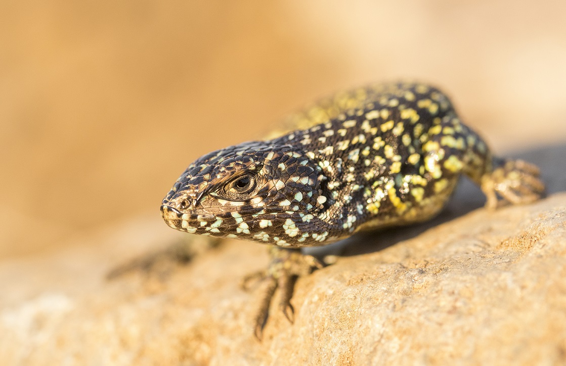 Why lizards are so diverse around the Andes