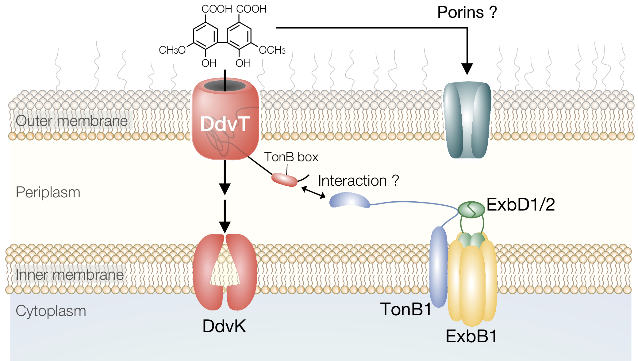 How do bacterial cells take up lignin-derived aromatics?