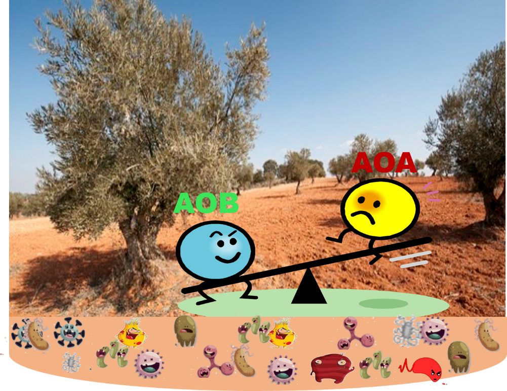 Plant-driven niche differentiation of soil nitrifiers 