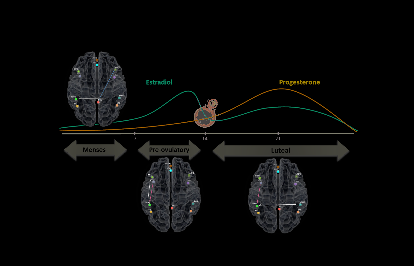 Can we predict the menstrual cycle phase from brain connectivity? And, why is this important?