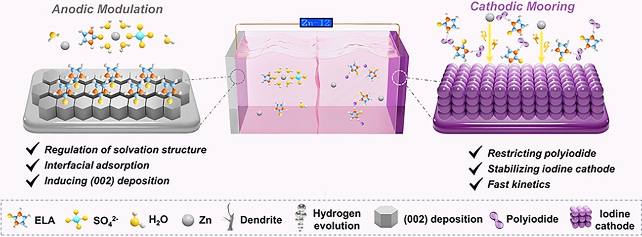 Dual-Site Functional Orchestration Enables Synergistic Anodic Modulation and Cathodic Mooring for Durable Zinc–Iodine Batteries