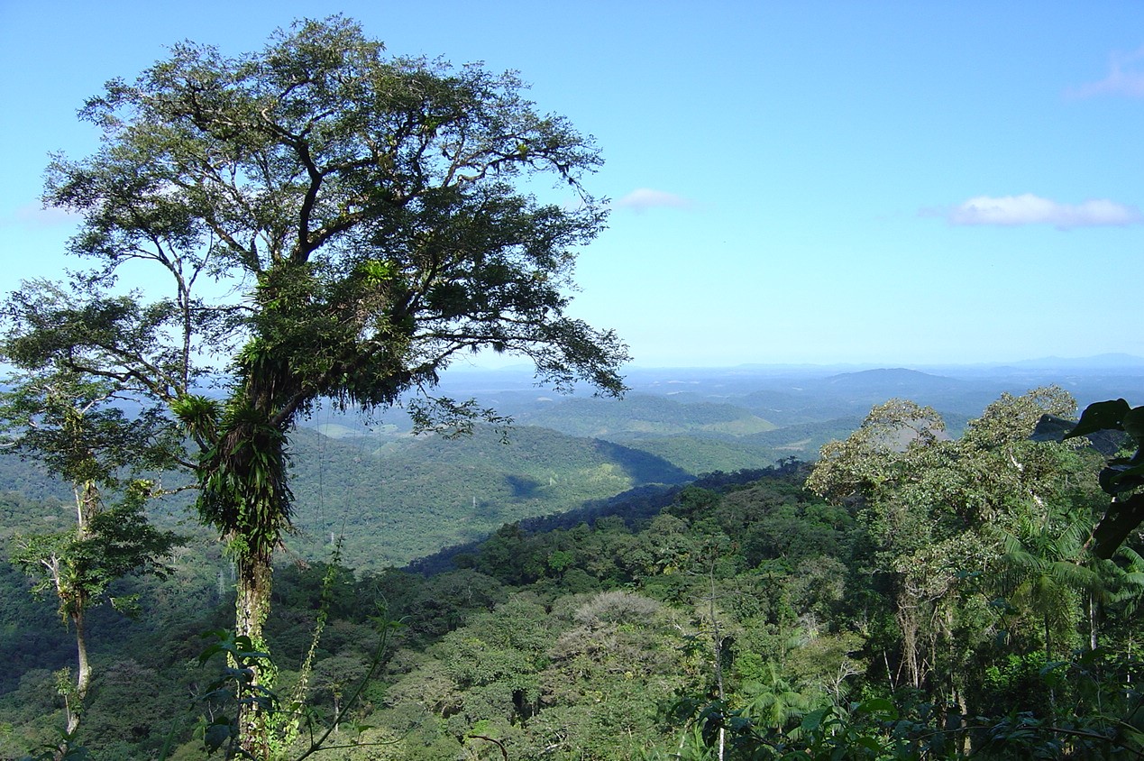 Measuring human impacts on tropical forest remnants