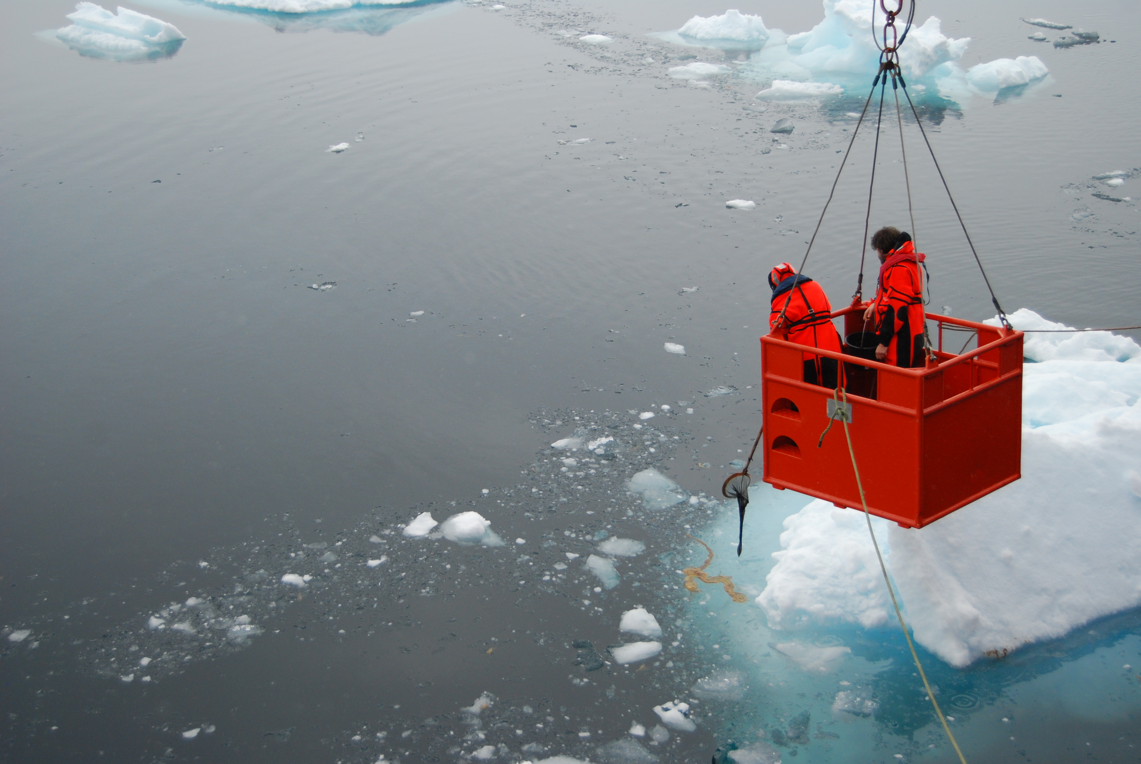 The Biogeography of Algal Microbiomes from the Arctic to the Antarctic
