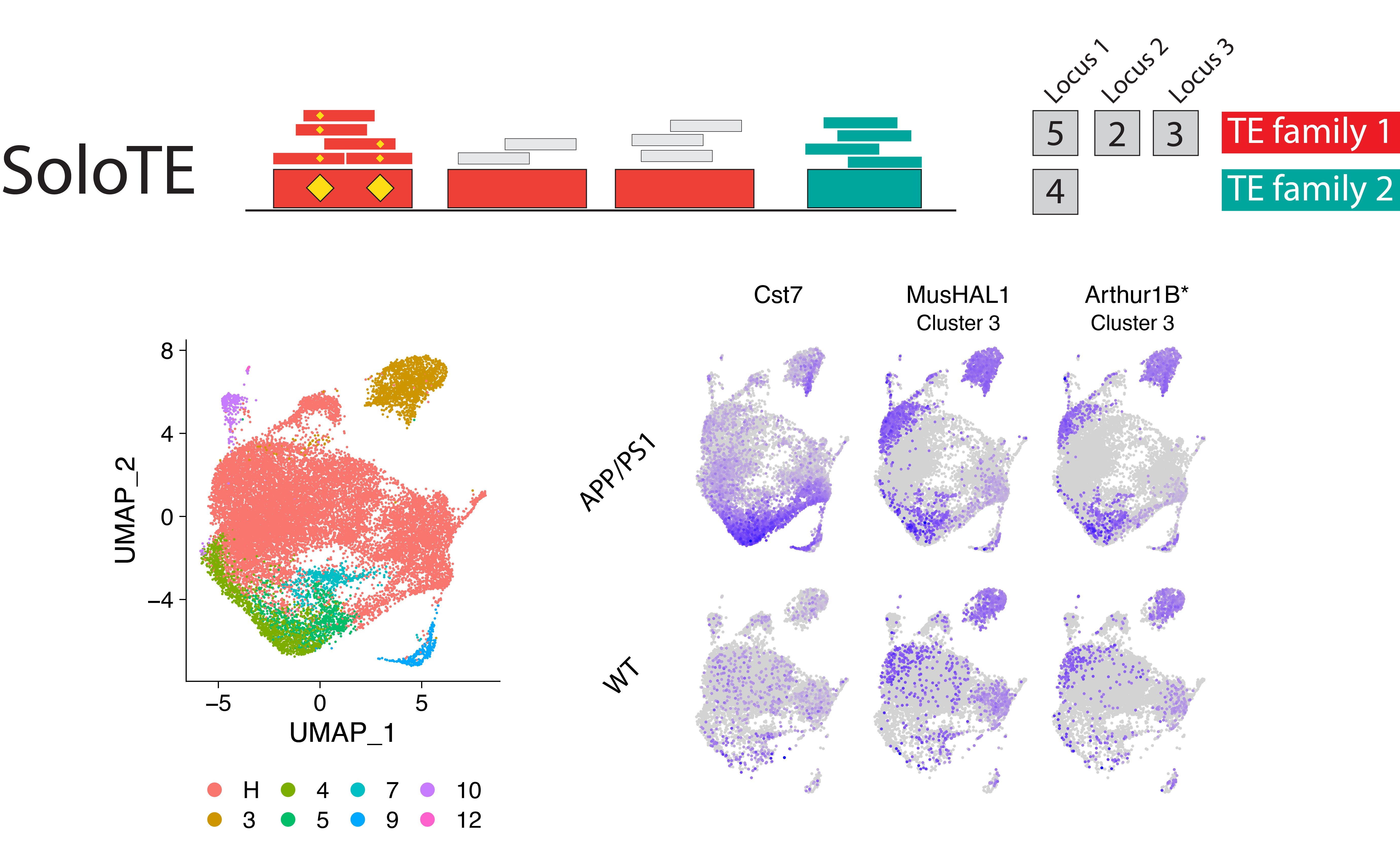 Unveiling the impact of Transposable Elements expression at the single cell level using SoloTE