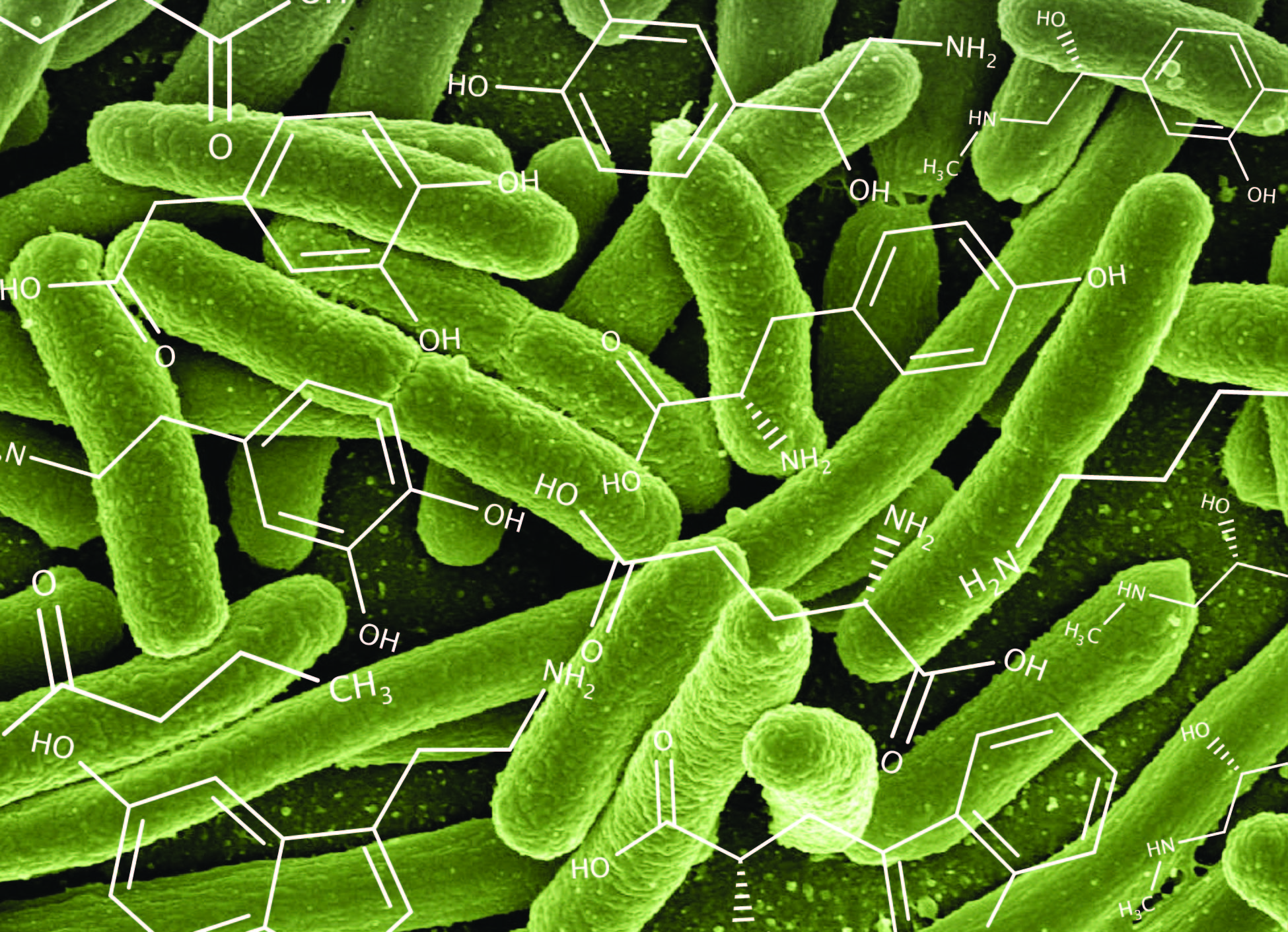Assessing the neuroactive potential of the human gut microbiota 