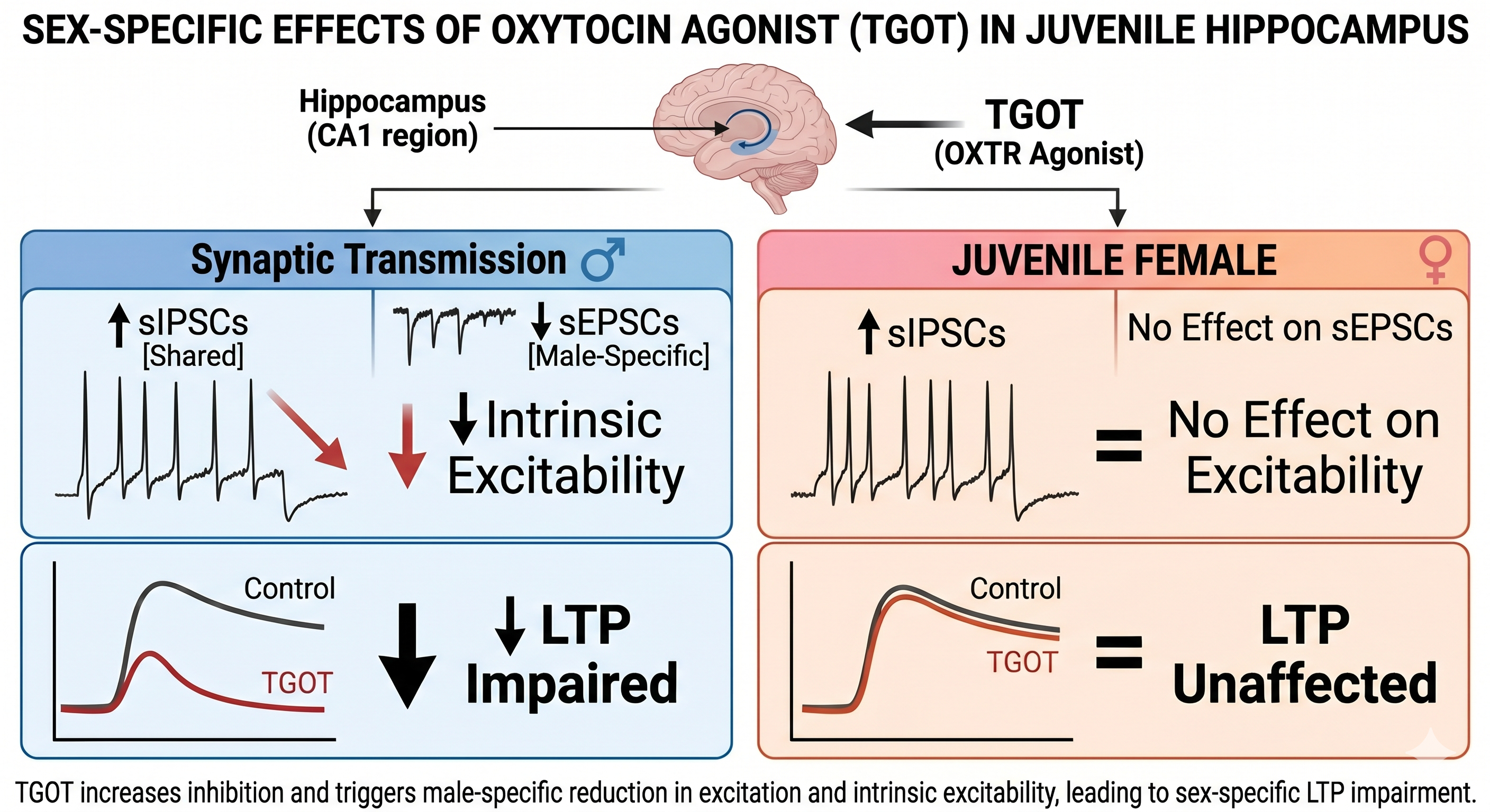   Beyond the "Love Hormone": How Oxytocin Modulates the Juvenile Brain Differently in Males and Females
