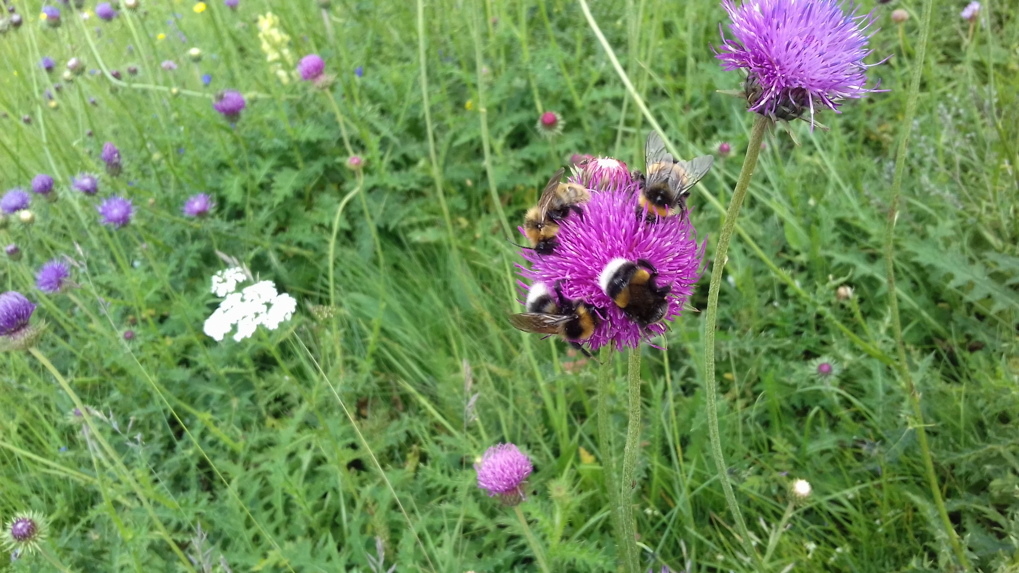 A deep-time explanation for understanding the diversity of biodiversity patterns