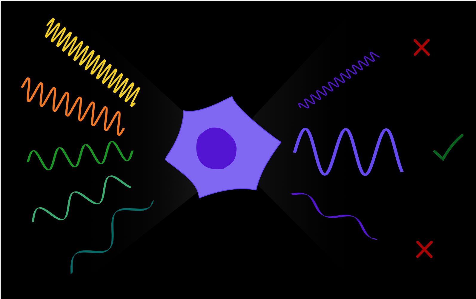Timing Is Everything: how frequency preference responses emerge from transient dynamics in pulsatile cell signaling events