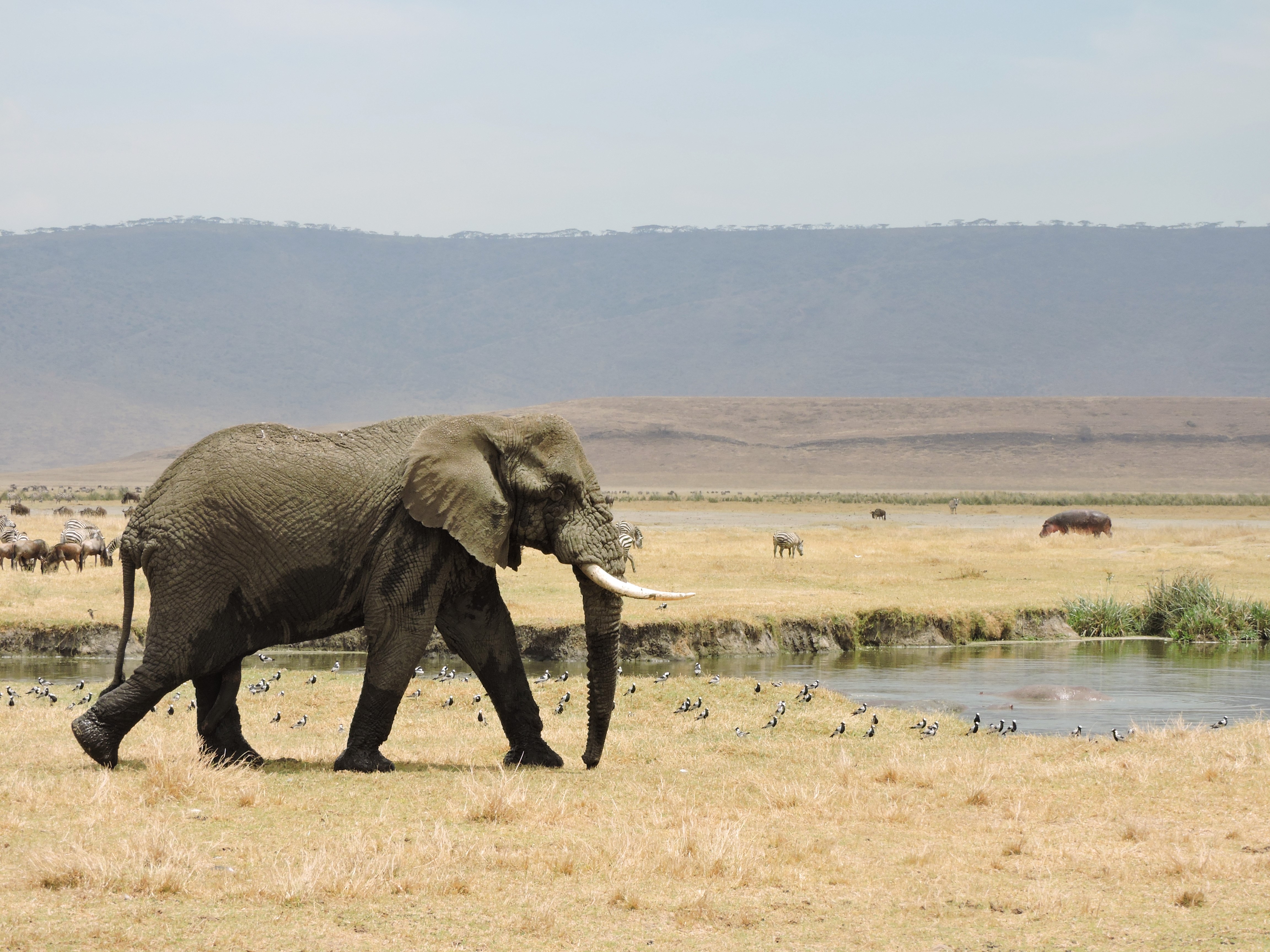 The extraordinary diversity of the world's mammals and birds