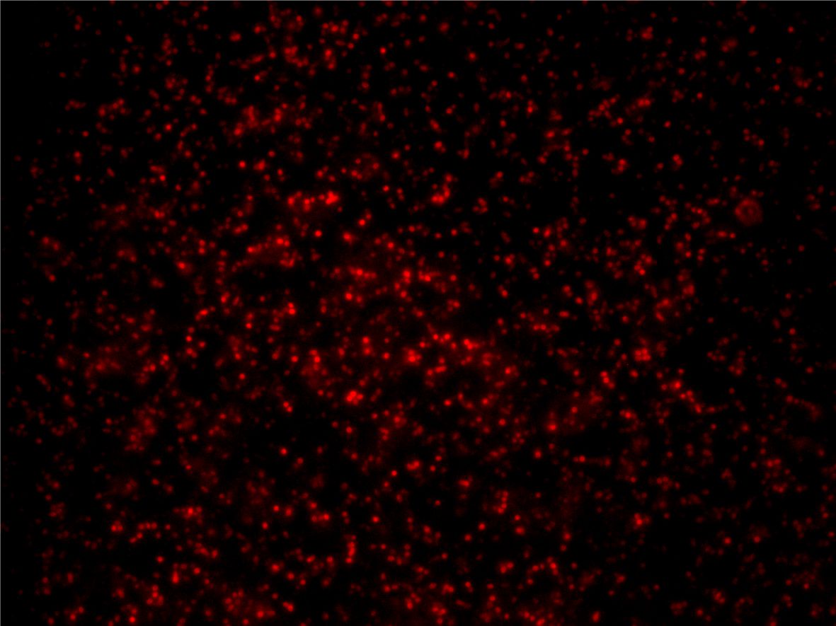 Insights into the Regulation of Gene Transfer Agent Production 
