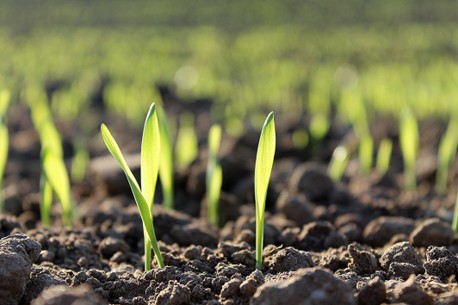  World Food Day 2026| Featuring Articles from Molecular Breeding