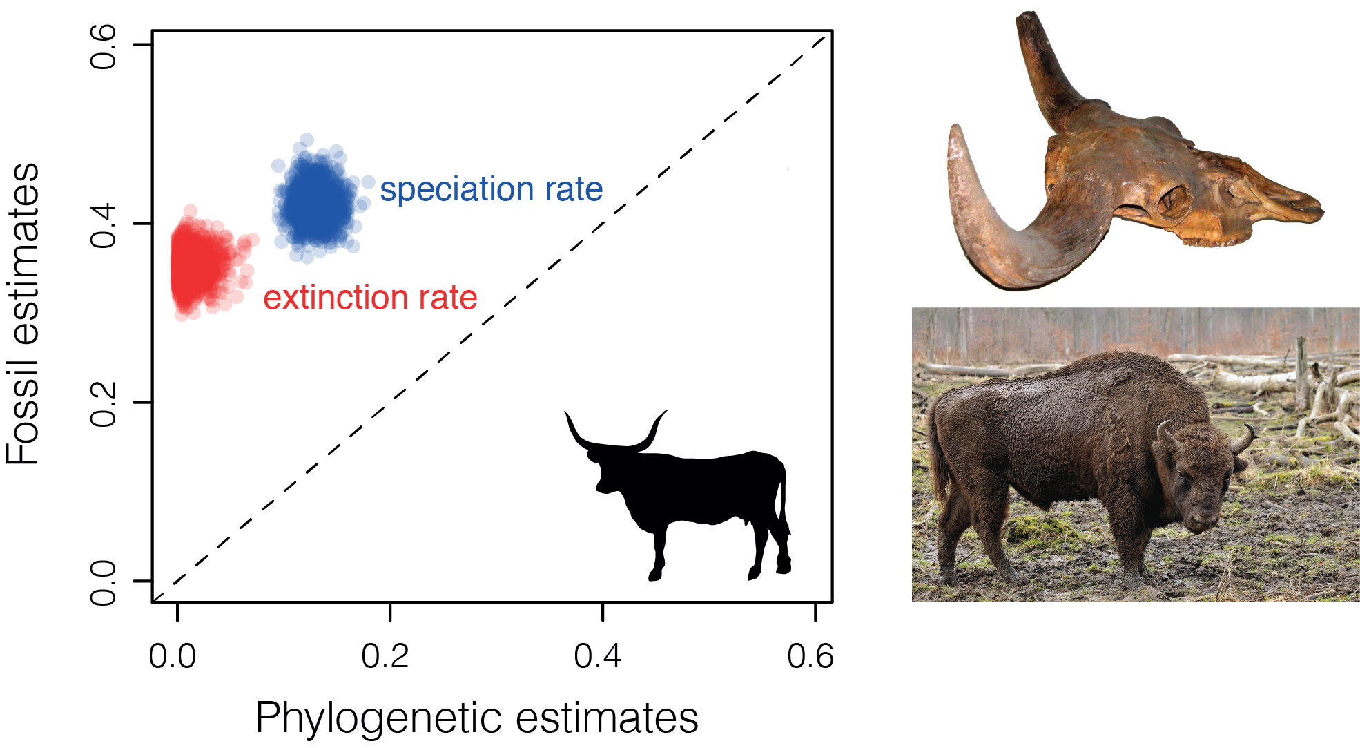 Closing the gap between palaeontological and neontological speciation and extinction rate estimates