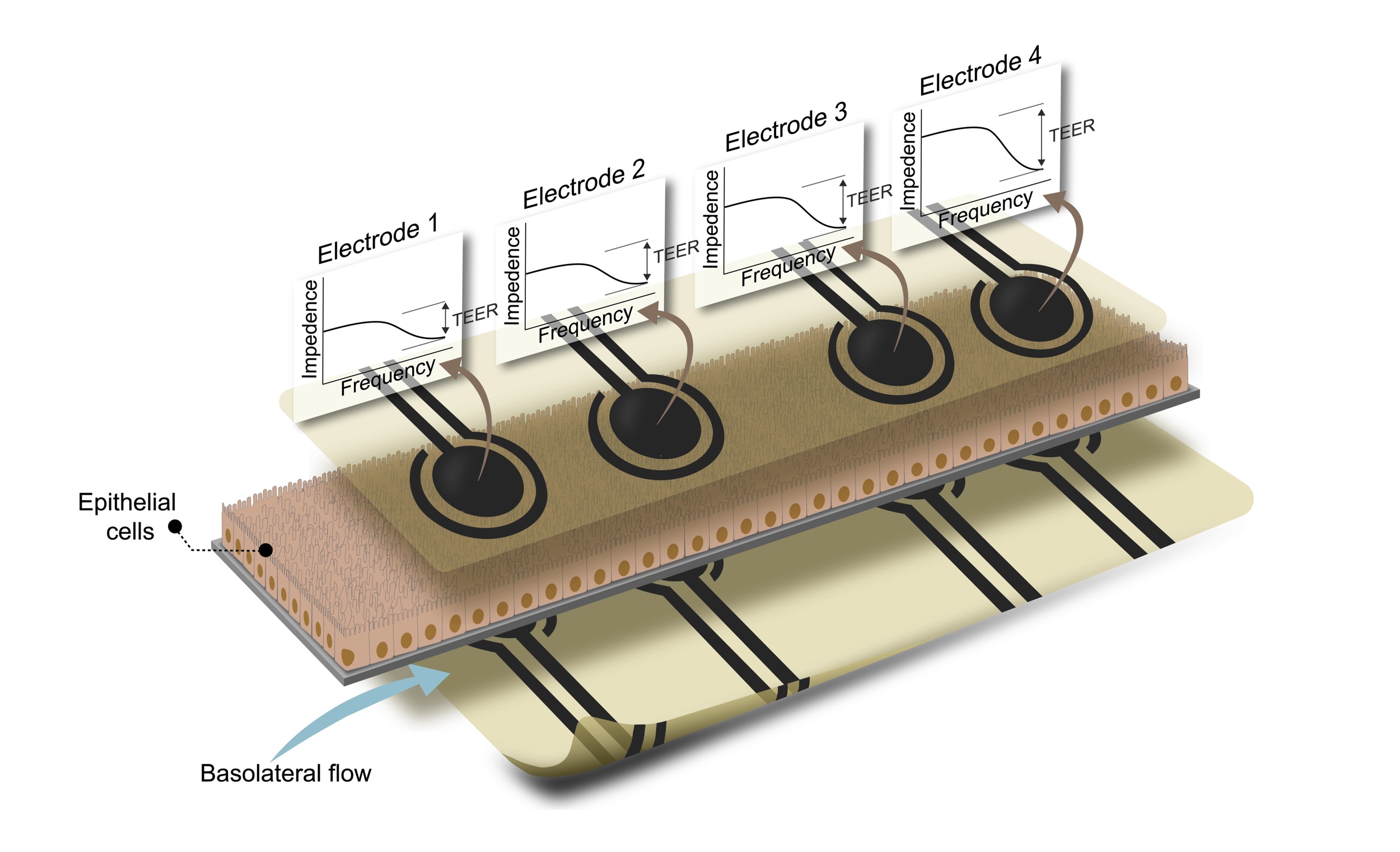 Integration of multiple flexible electrodes for real-time detection of barrier formation with spatial resolution in a gut-on-chip system