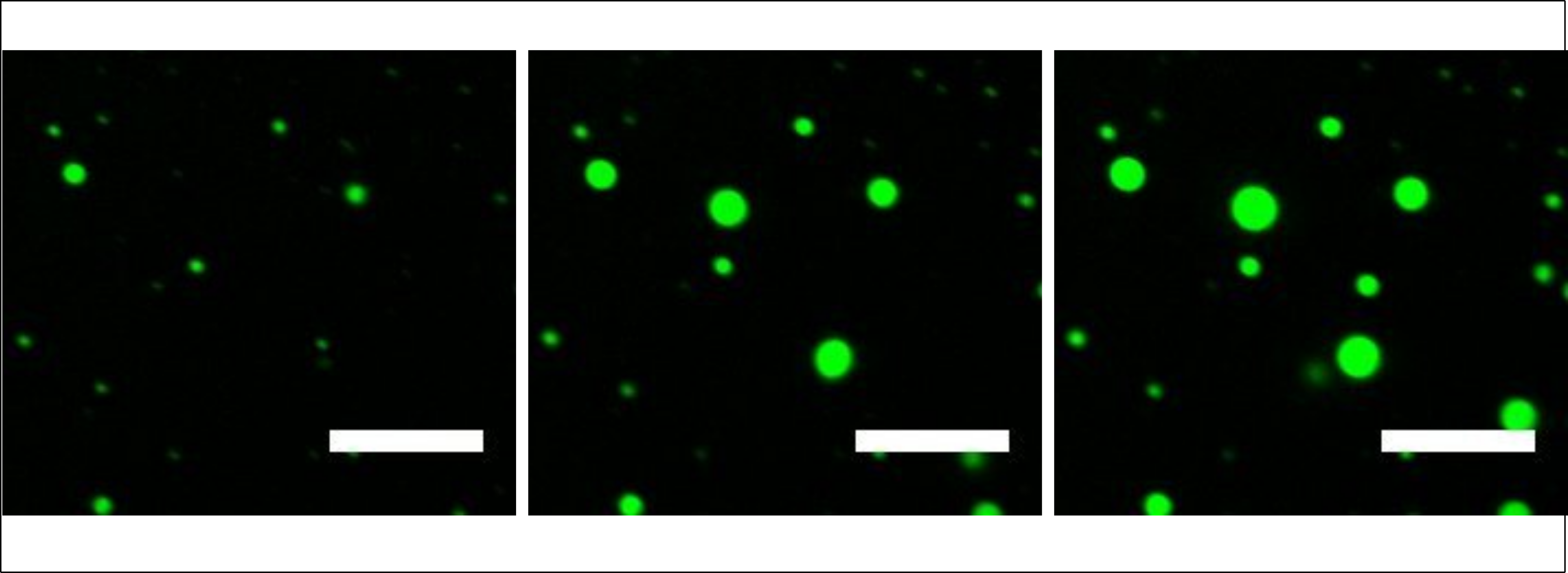 Growth of a protocell can be explained and controlled by chemical principles