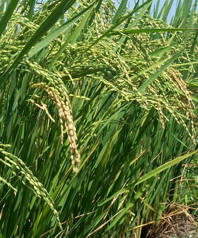 Origination of De Novo Genes: A Journey for Standard and Evidence from Oryza Genomes
