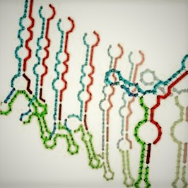 The FEBS Journal: noncoding RNAs