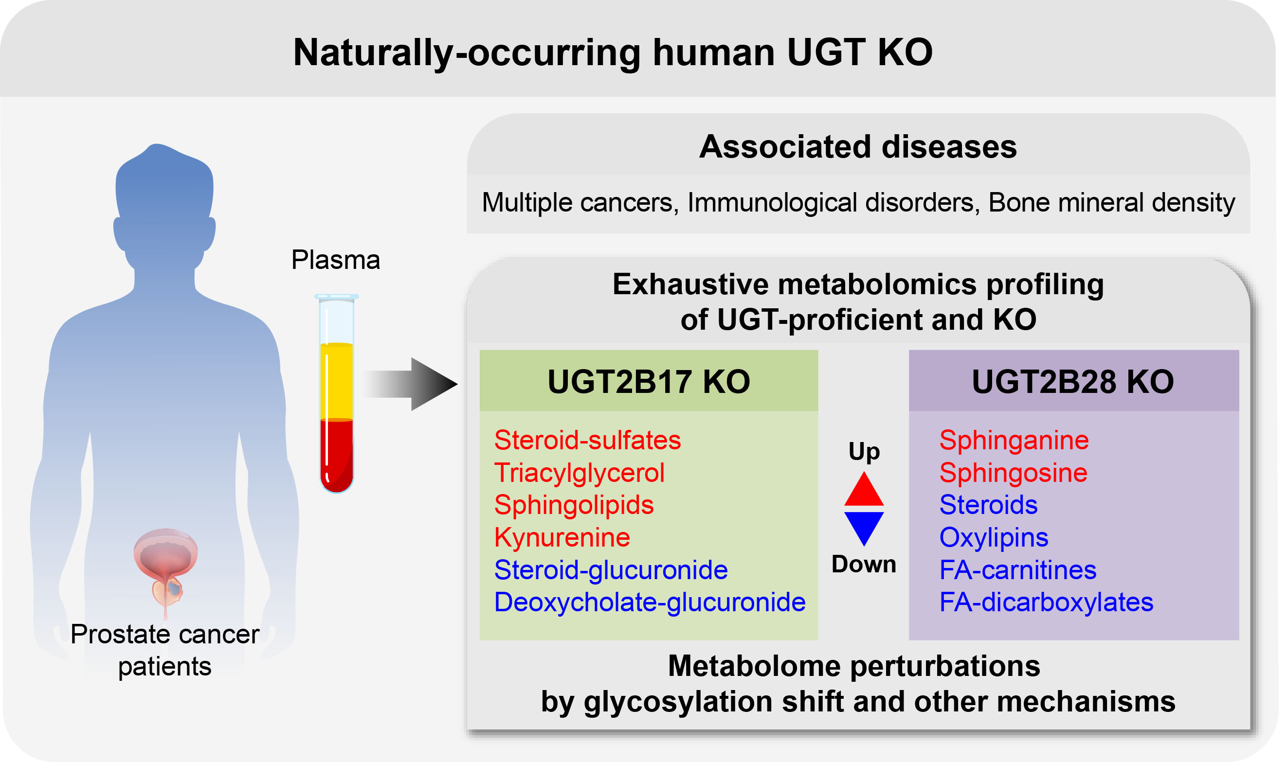 Deciphering gene functions with human knockouts