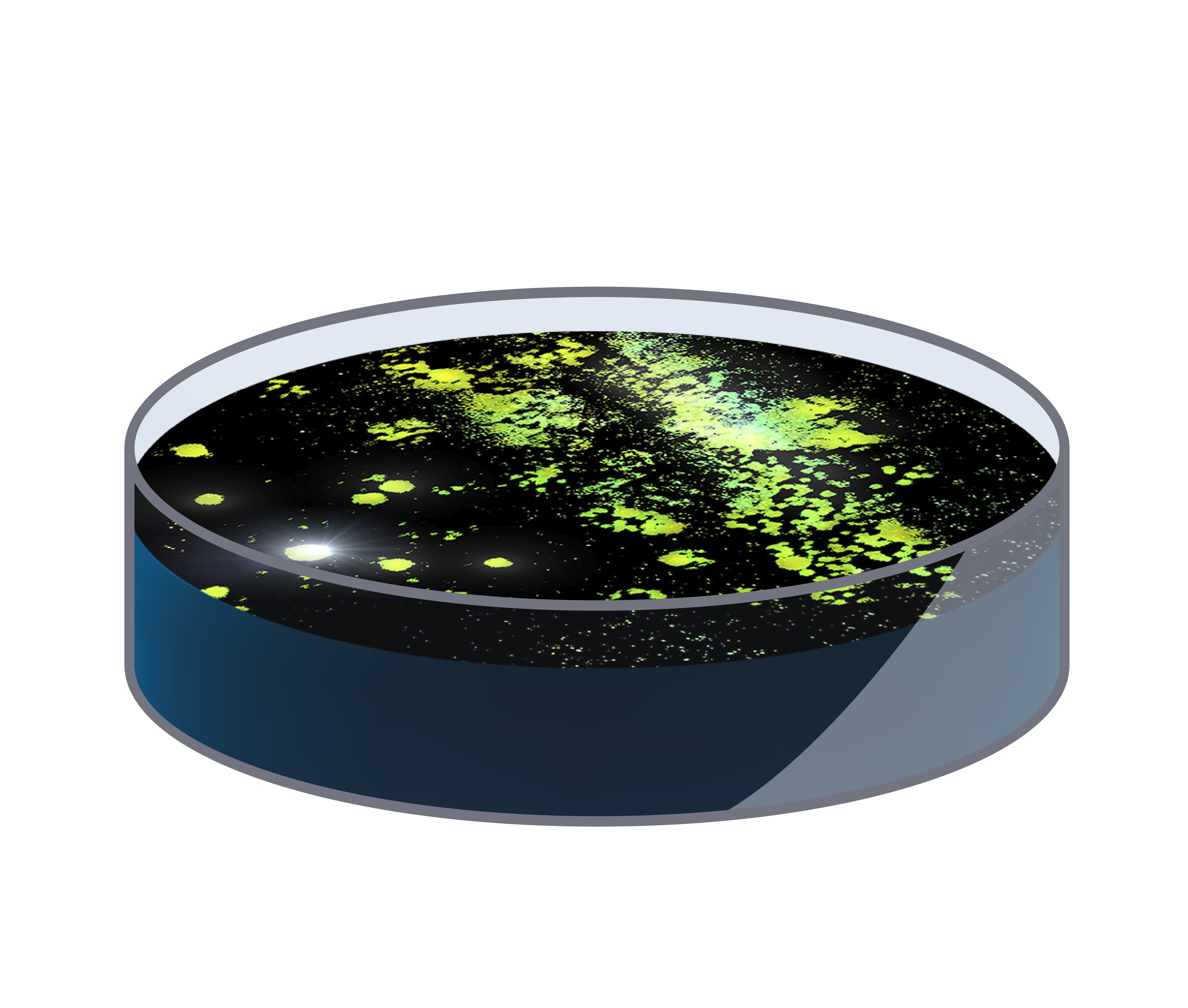 A rising (BL21) star in protein production discovered by engineered evolution