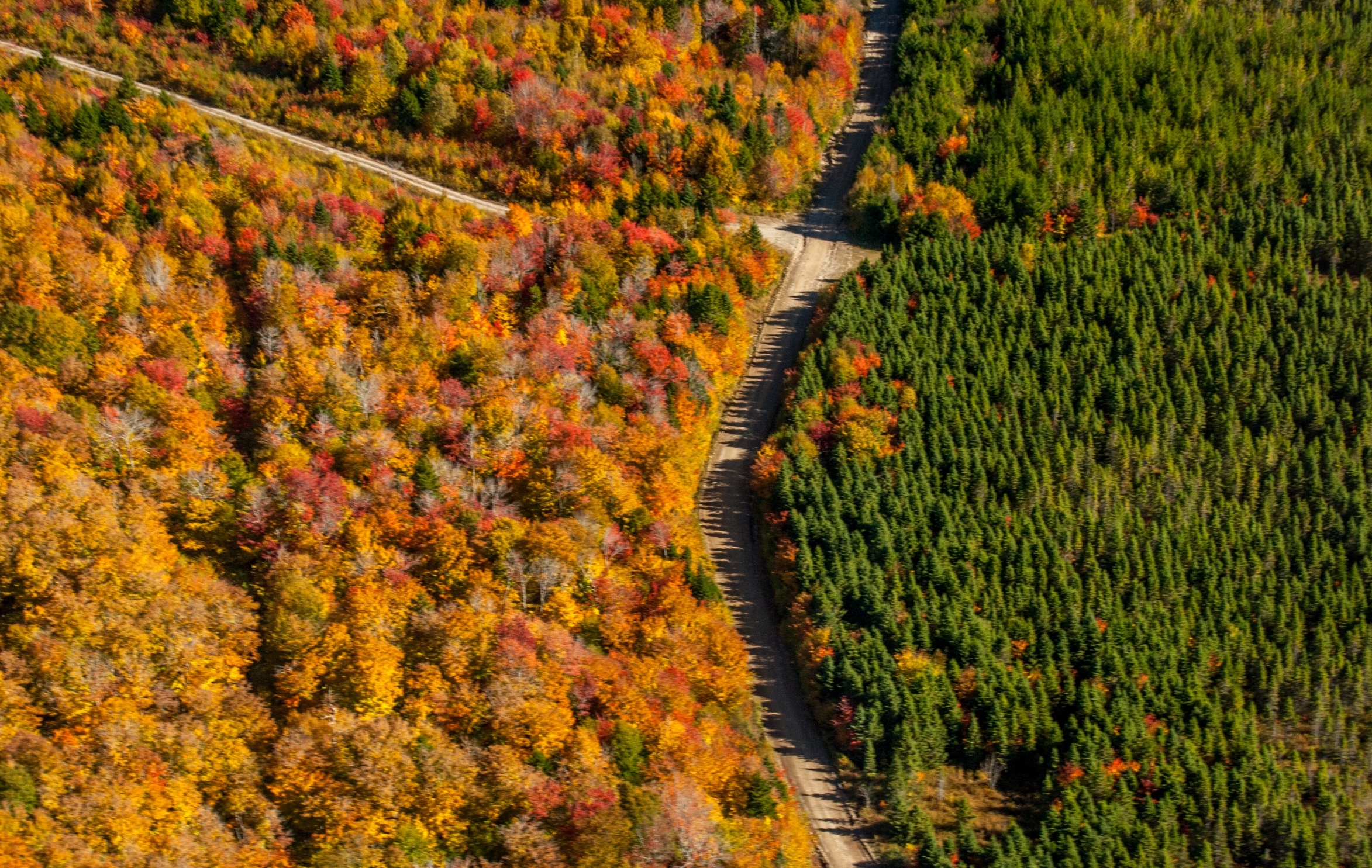Forest Degradation: a hidden driver of biodiversity loss?