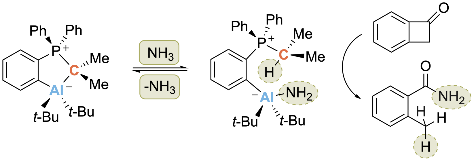 A crystalline aluminum–carbon-based ambiphile capable of activation and catalytic transfer of ammonia in non-aqueous media