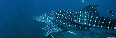 Going the distance for whale shark conservation at Fort Kochi Heritage Run
