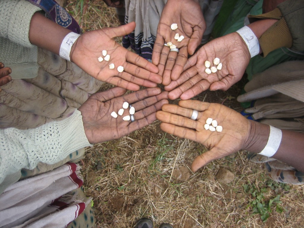 Smallholder farmers’ traditional knowledge drives genomics-assisted breeding for local adaptation