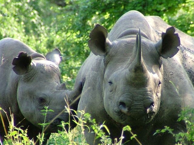 Experiments by conservation - rhino and Fisher's Principle