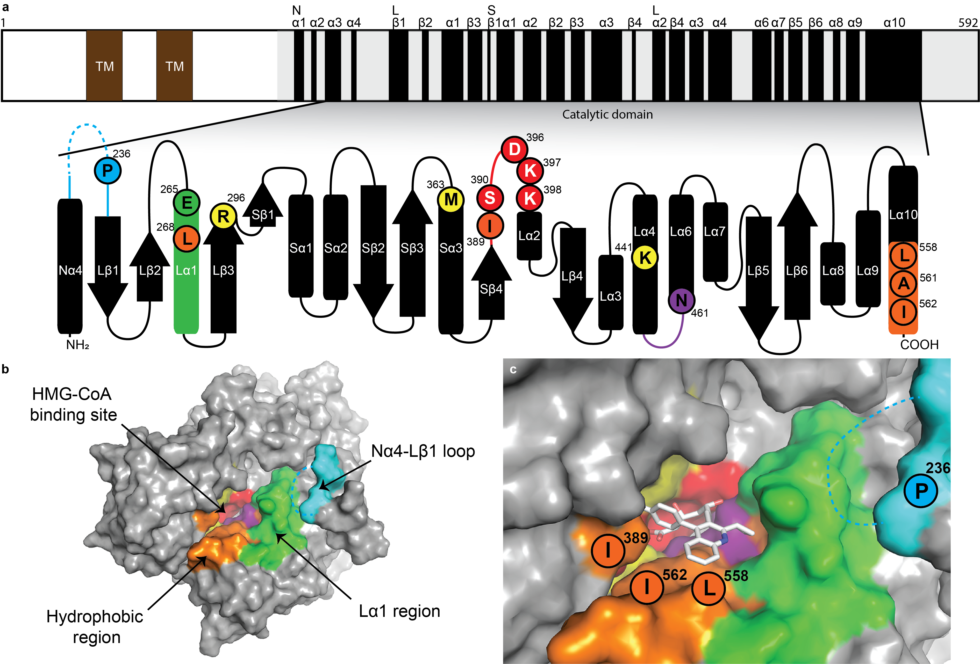 A fungal tolerance trait and selective inhibitors proffer HMG-CoA reductase as a herbicide mode-of-action