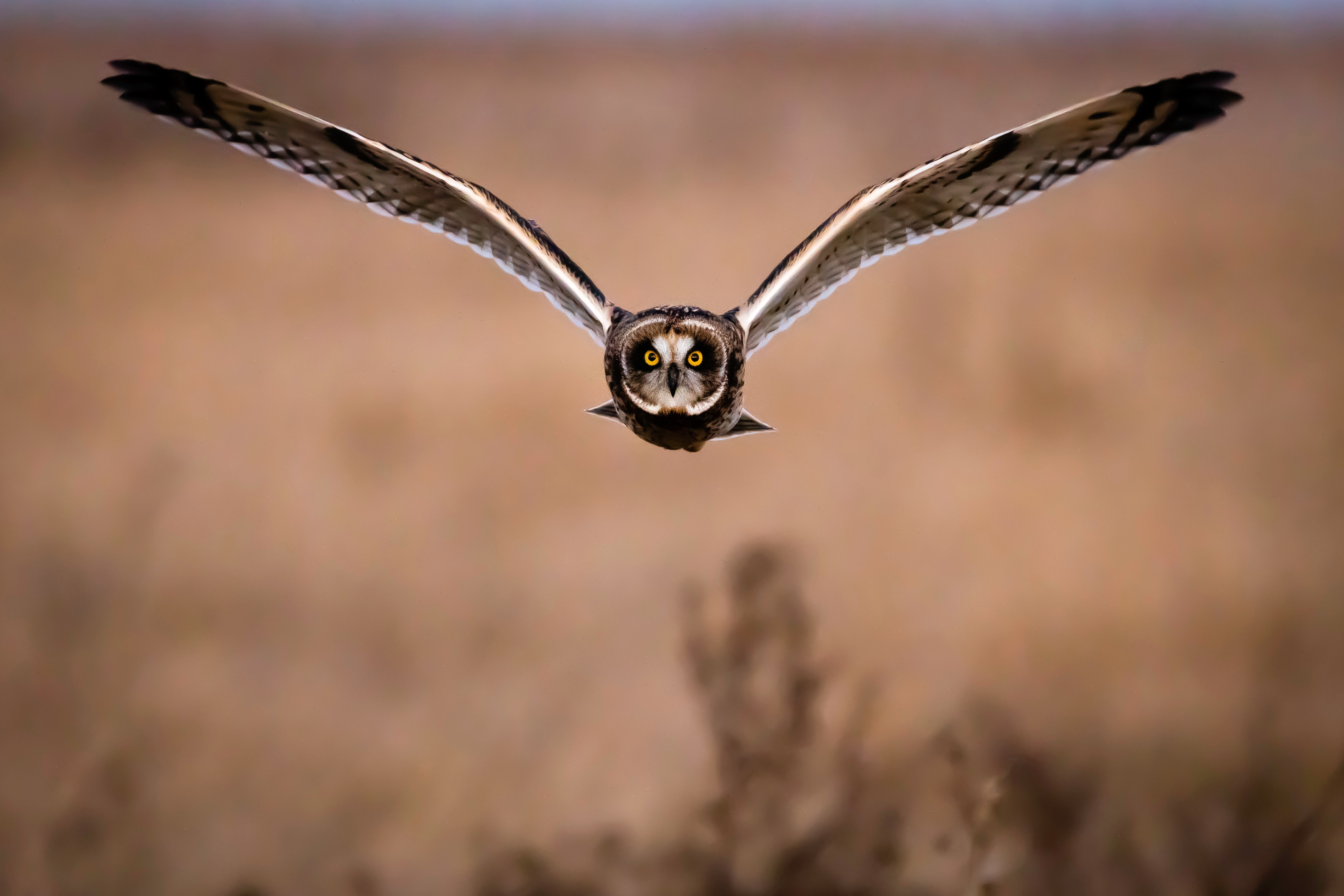 How to get certified as a Wildlife Conservation Professional