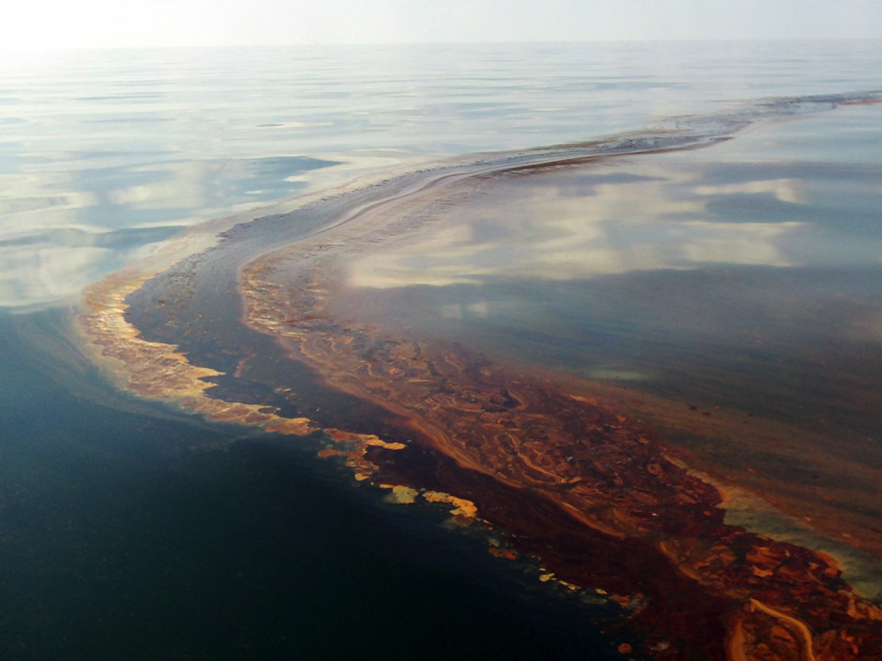 The genomic hunt for oil-degrading bacteria after the Deepwater Horizon blowout: More than the usual suspects