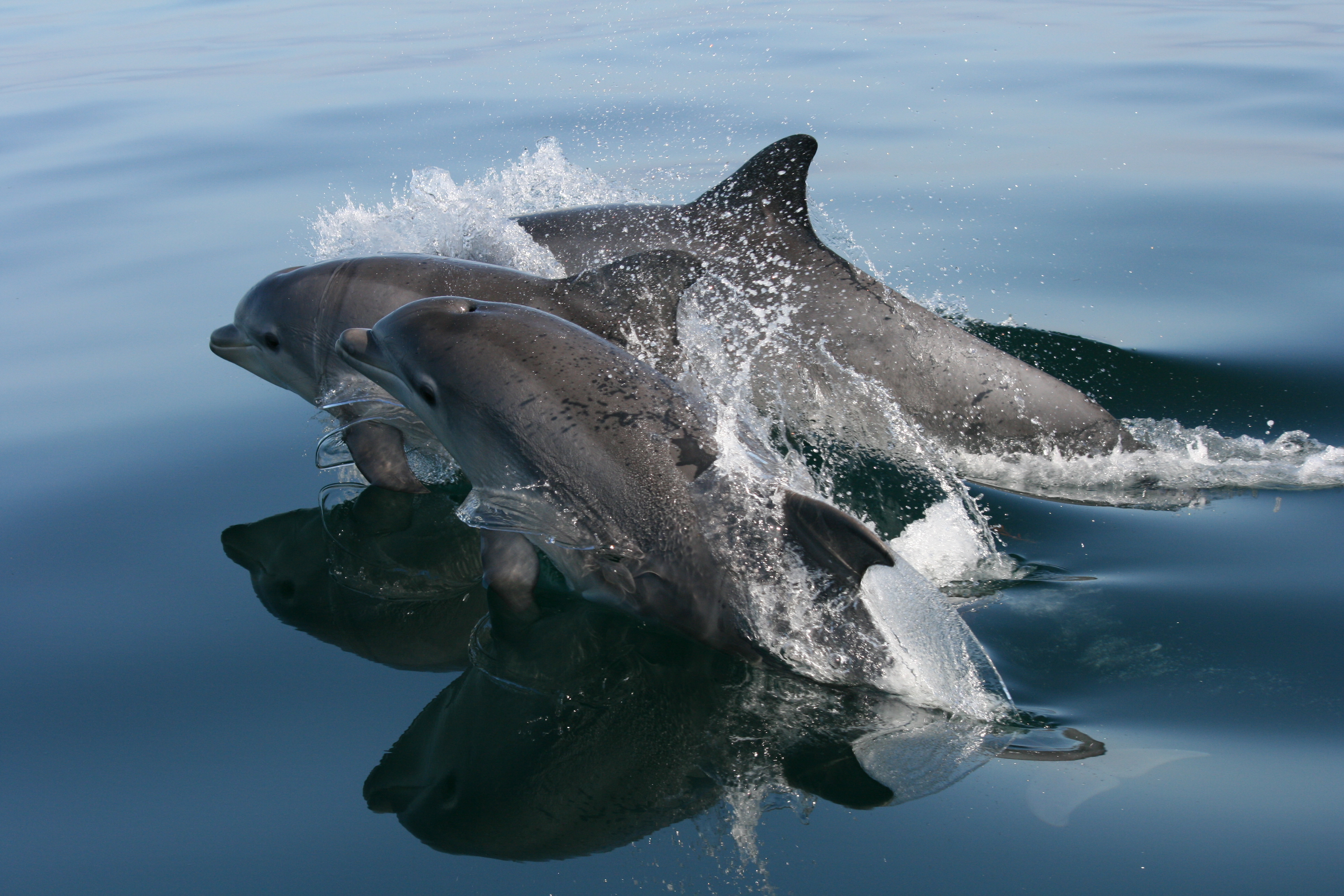  Ancient DNA reveals the pace of local adaptation in dolphins