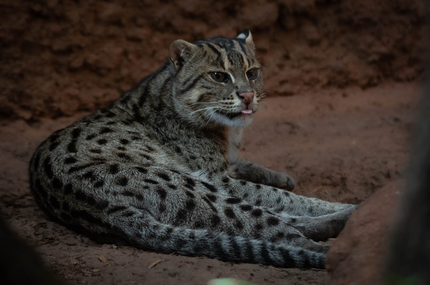 Fishing for Answers: The Reference Genome's Impact on Fishing Cat Conservation
