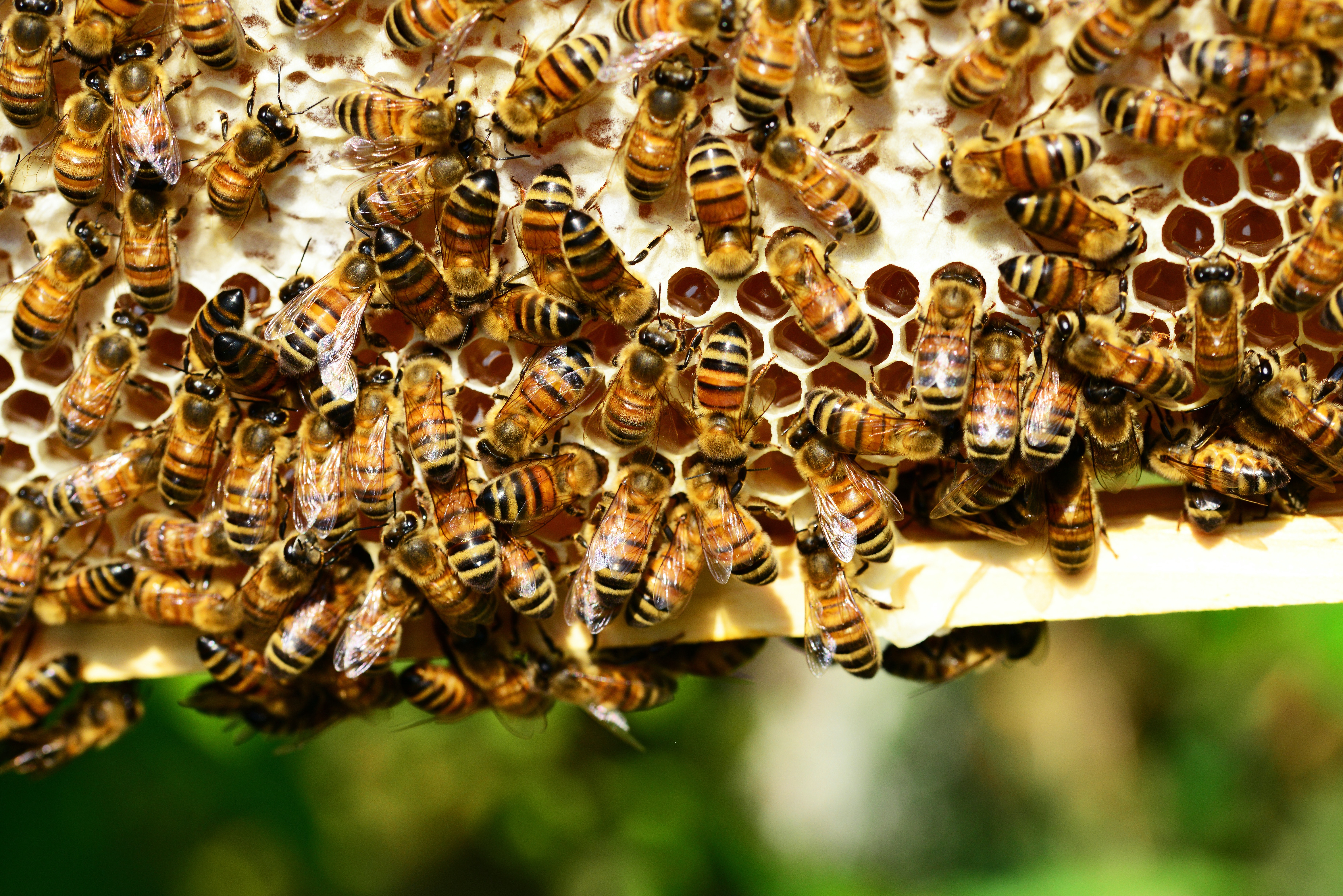 Celebrating 5 Years of Communications Biology: An interview with Dr. Ryszard Maleszka on epigenetics and bee behaviour
