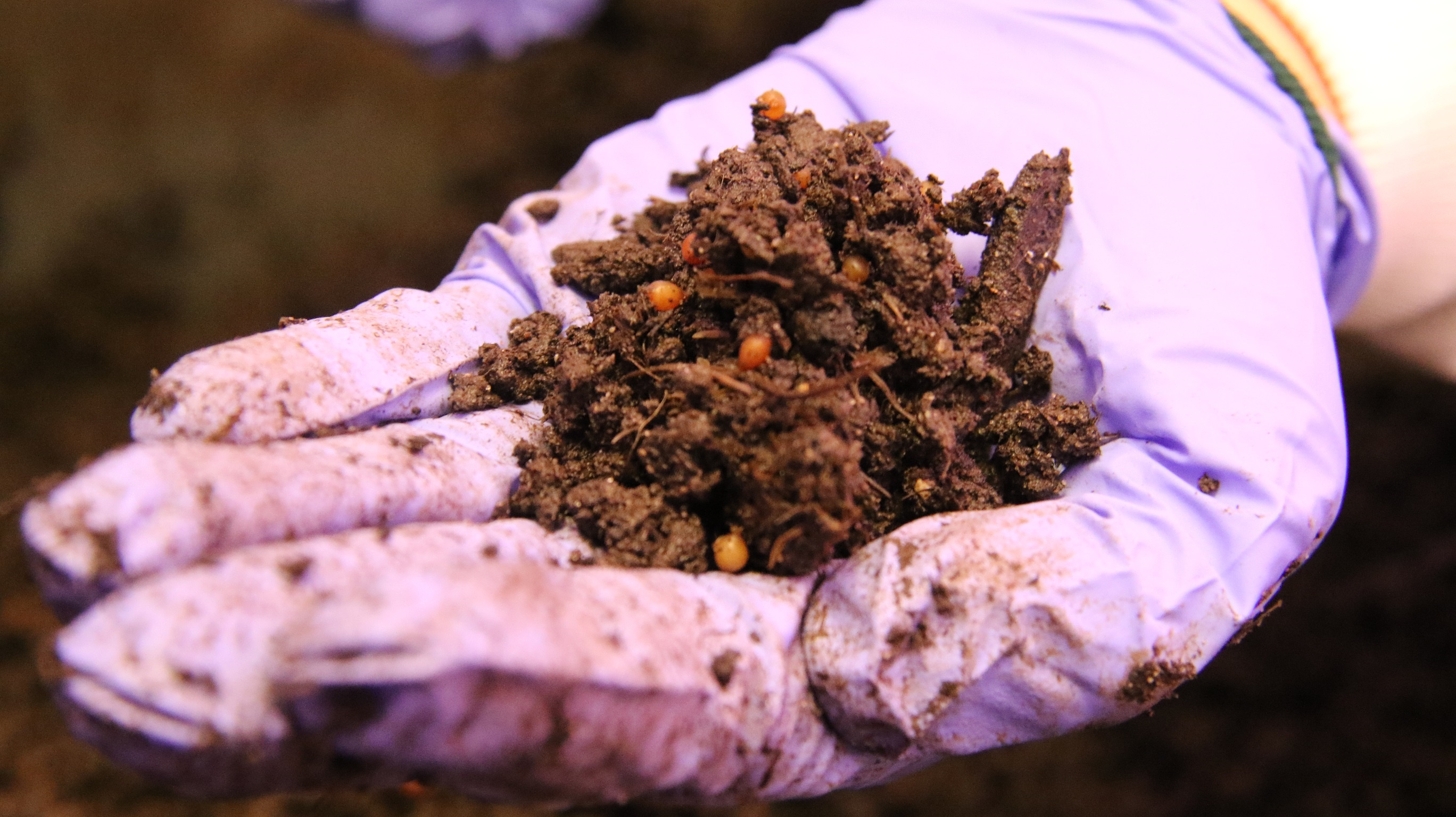 Behind the Paper: Divergent national-scale trends of microbial and animal biodiversity revealed across diverse temperate soil ecosystems 