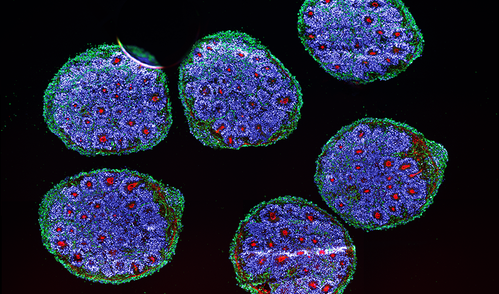 Cell bioengineering for neurogenetics in developmental disorders.