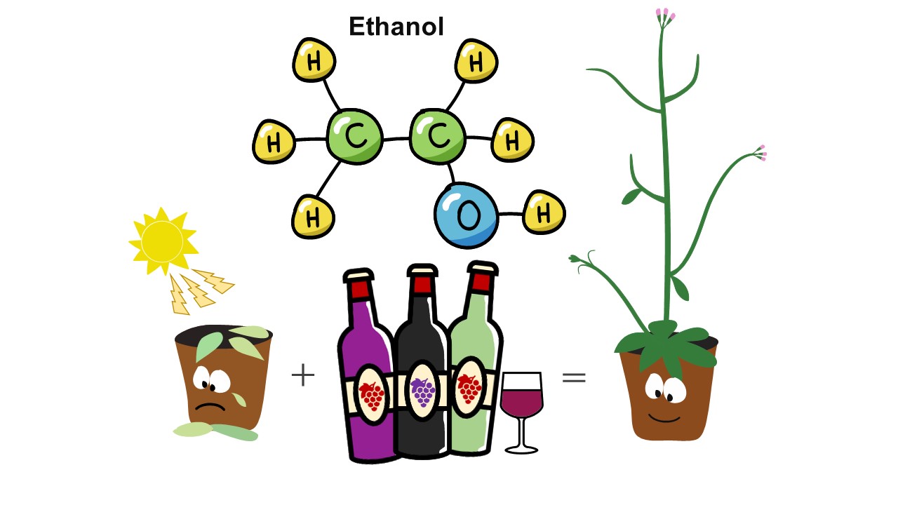 Ethanol pretreatment stimulates molecular processes that help crops survive heat stress during summer