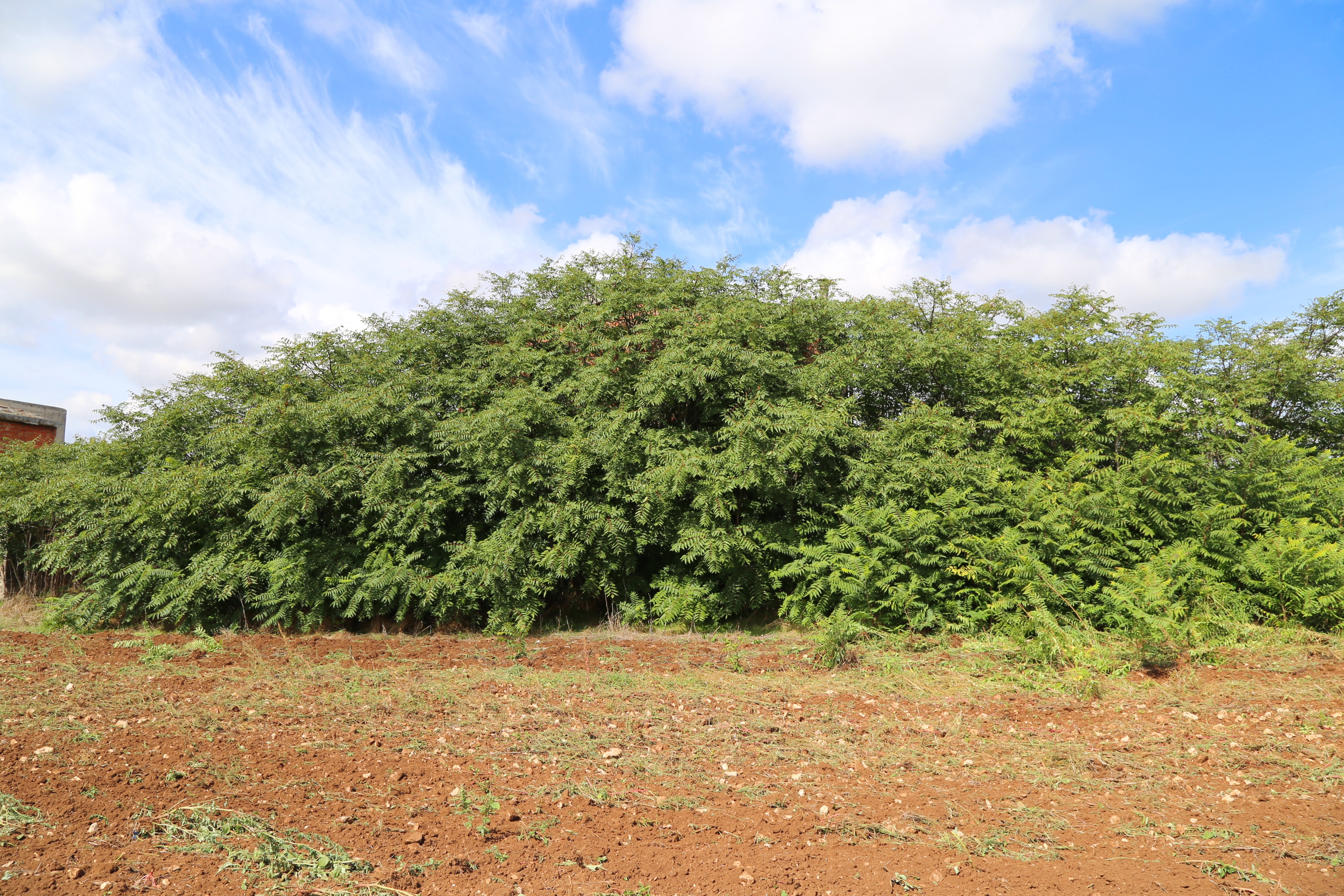 Preserving Biodiversity: An Innovative Approach to Invasive Alien Species Management