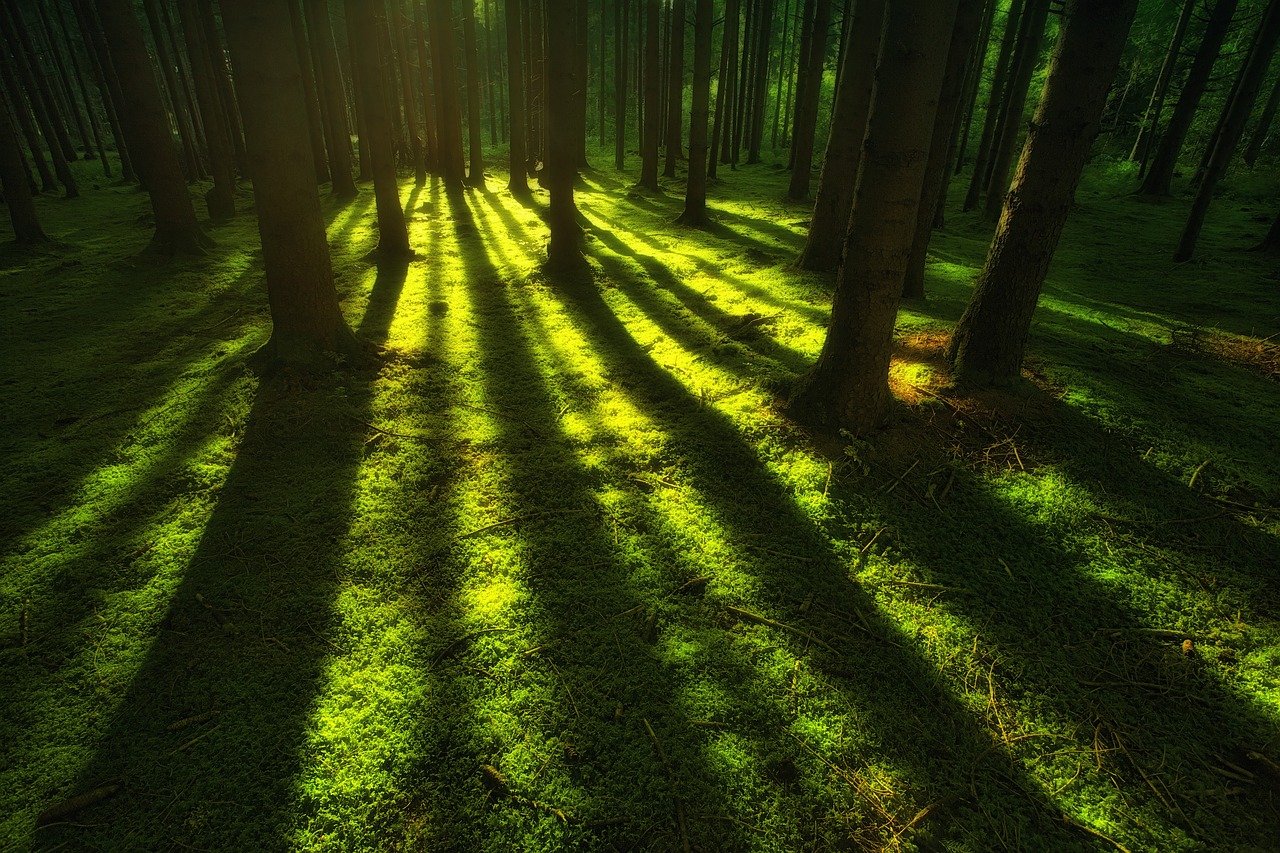 Celebrating FSC Forest Week