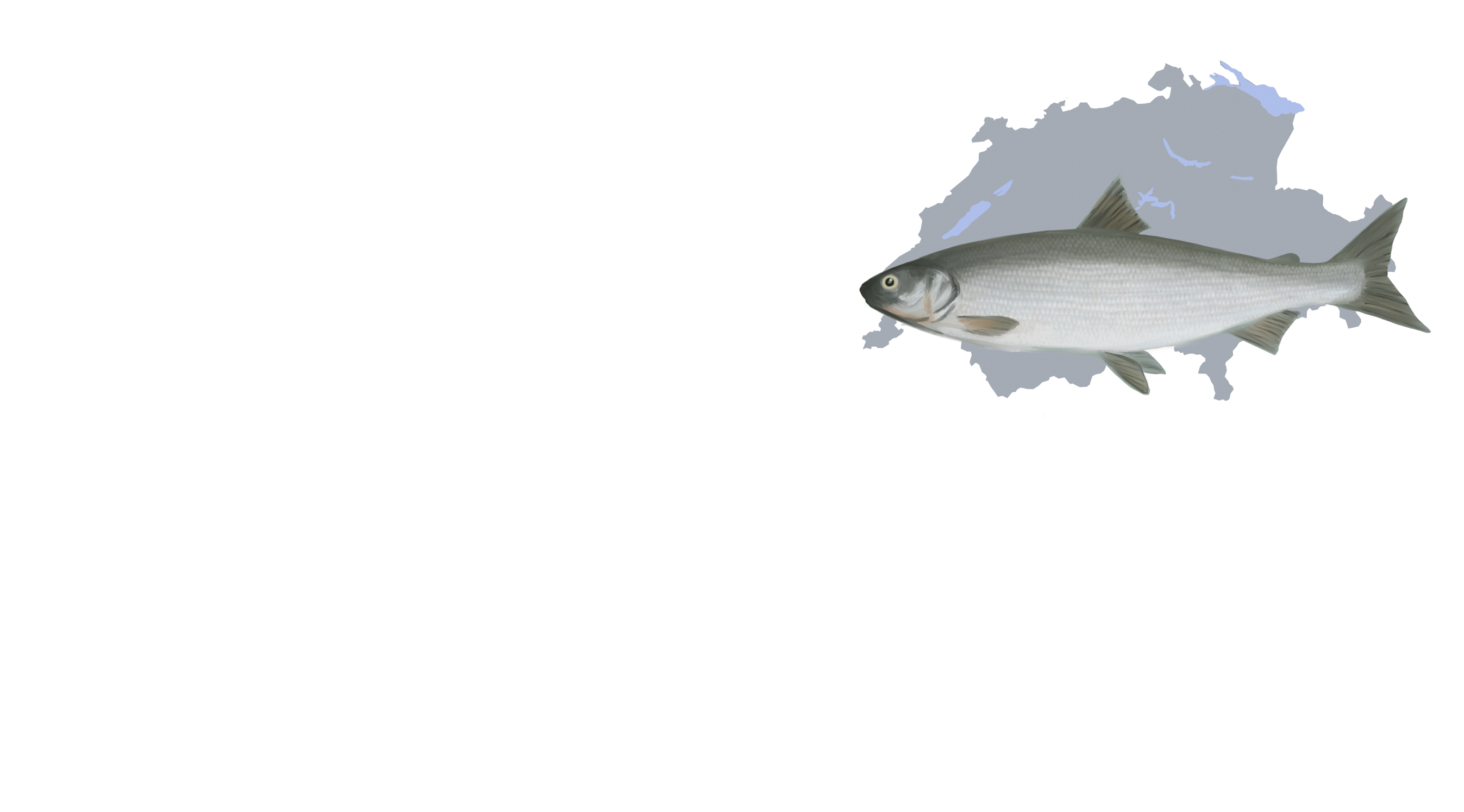 Genomics of the Alpine whitefish radiation
