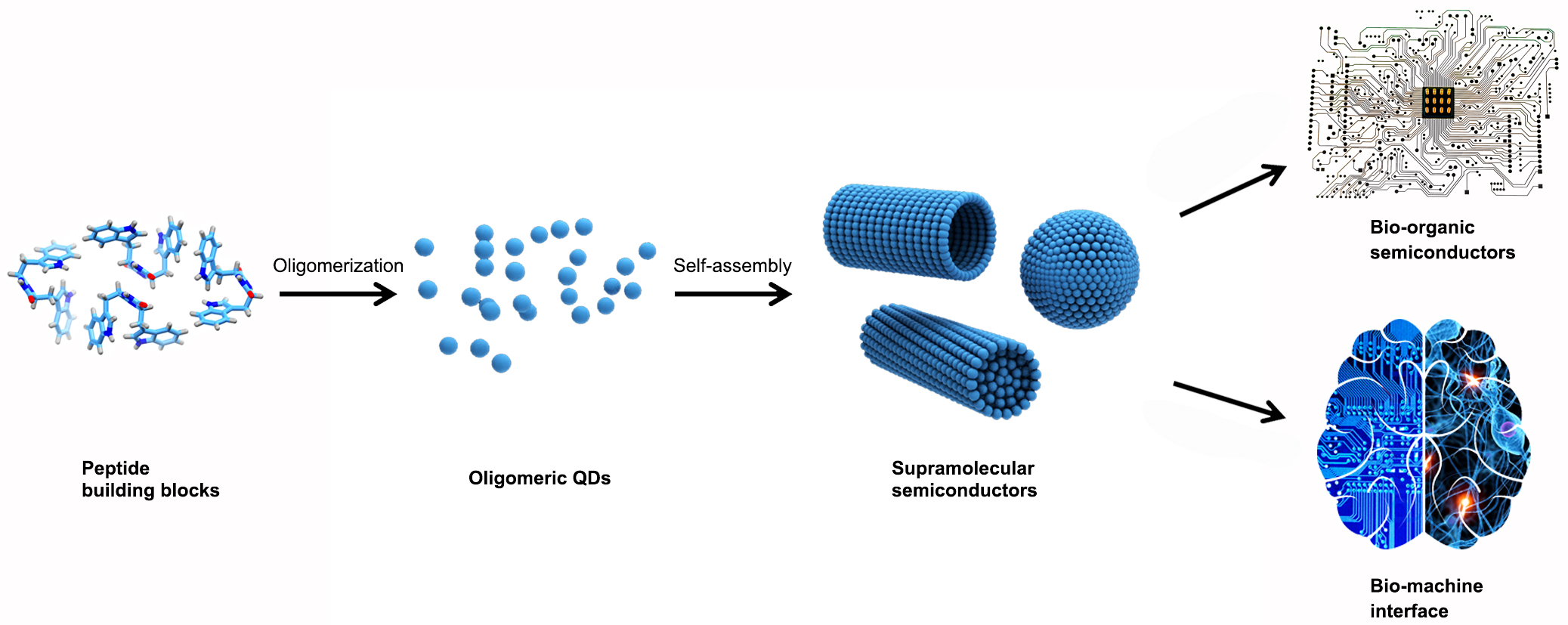 Peptide Semiconductor Times Are Coming