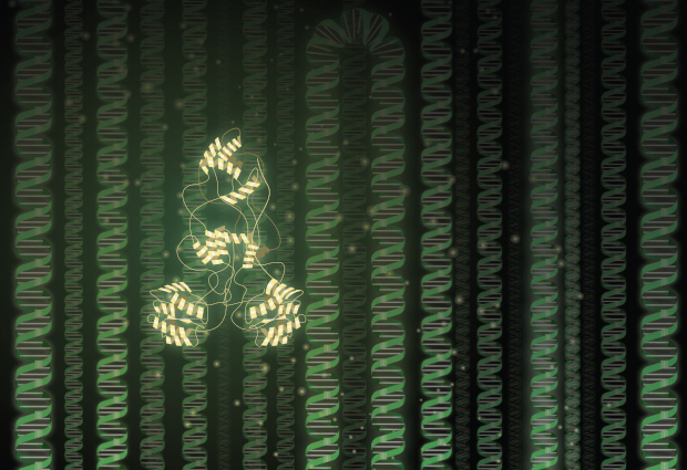 Sleeping Beauty restyled: a new transposase for controlled genome engineering