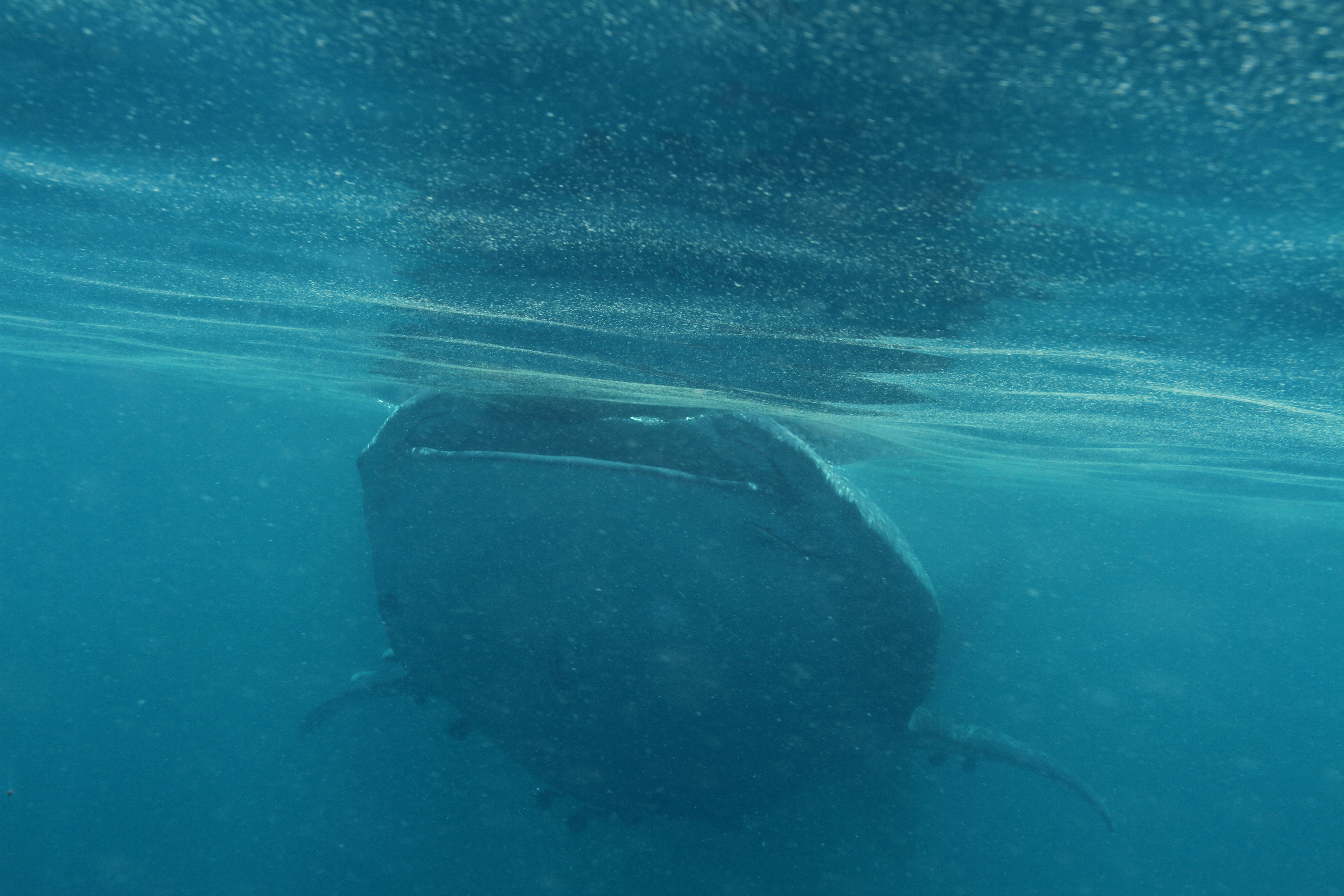 Whale sharks - Nature podcast