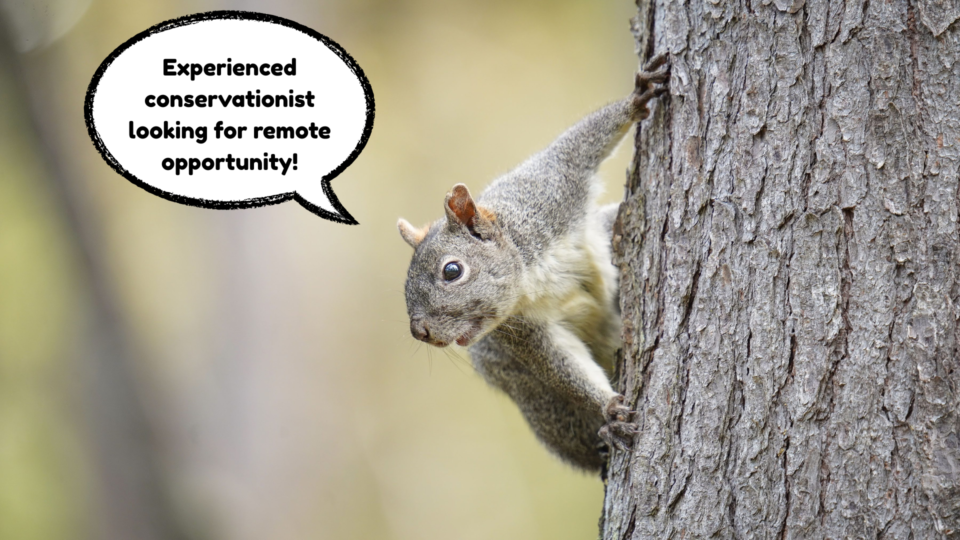 Conservation Professional looking for work!
