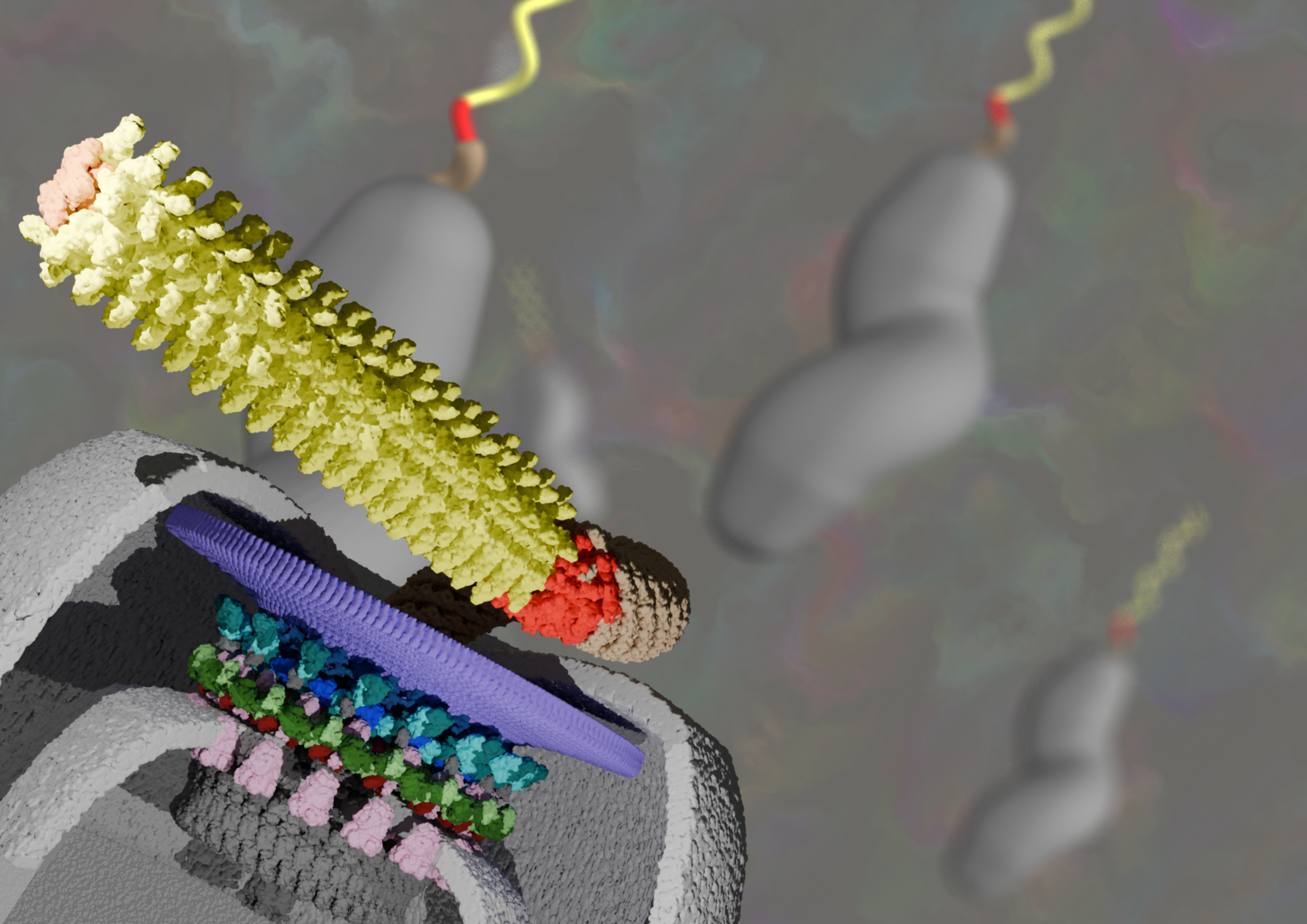The molecular structure of a supercharged flagellar motor inside the cell