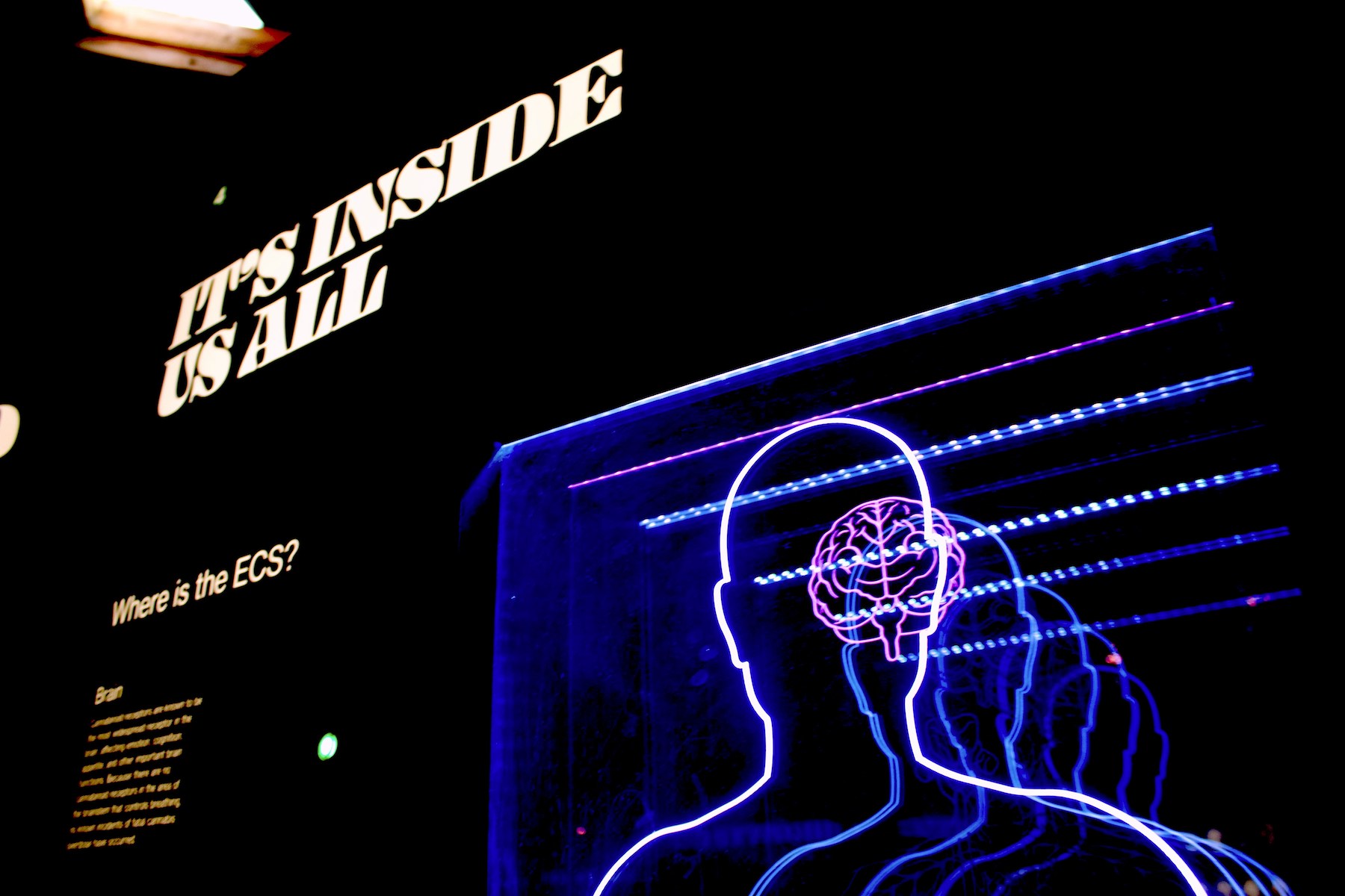 The Psychology of Names: Can Brands Appeal to Our Subconscious Senses?