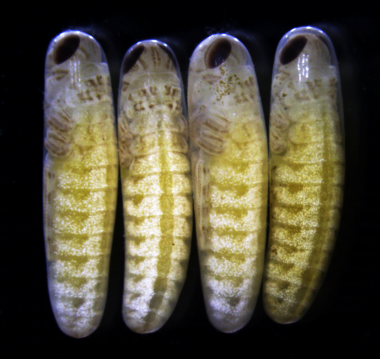 Parental experiences orchestrate locust egg hatching synchrony by regulating nuclear export of precursor miRNA