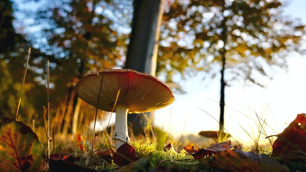 Unravelling the microbial world in European soils 